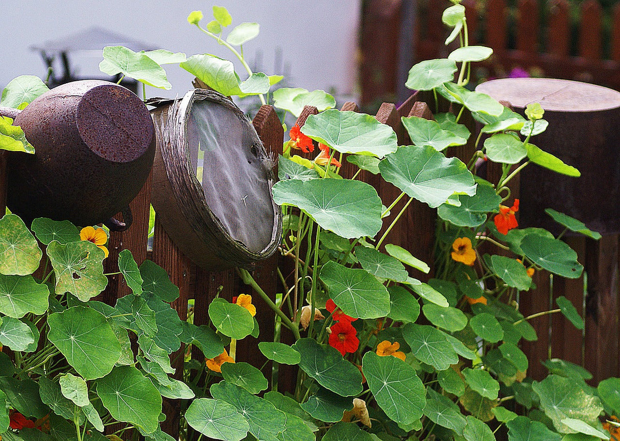 Nasturtium Tall Trailing Mix flower seeds displayed in a sieve, showcasing vibrant, trailing edible flowers for garden planting.