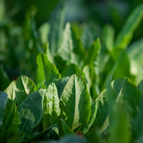 Buy high-quality Sorrel Broadleaf seeds online from the USA now!