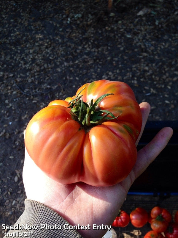 Hand holding large pink Brandywine tomato with ribbed shoulders and green stem outdoors