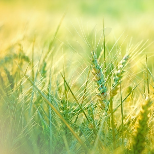Close-up of organic hard red wheat seeds in a green field