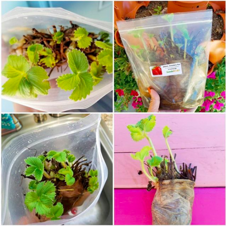 How to Grow Organic Strawberry Plants from Bare Roots