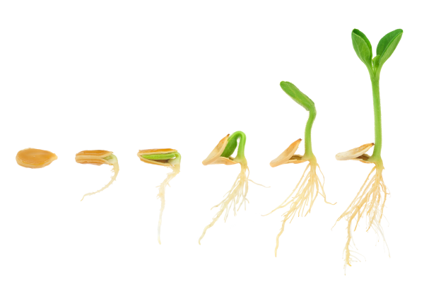 How to Get Better Germination From Your Seeds