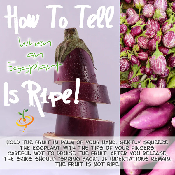 How To Tell When 🍆 Eggplant Is Ripe