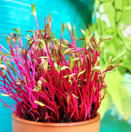 What's the difference between Sprouts and Microgreens?