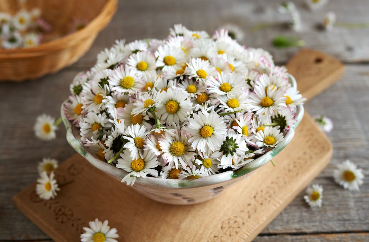 All Daisy (Bellis perennis) Flowers Seeds