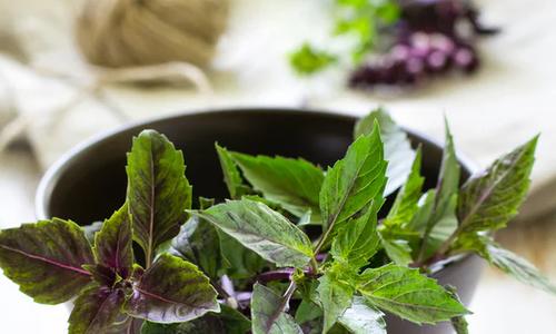 All Culinary & Medicinal Herb Seeds