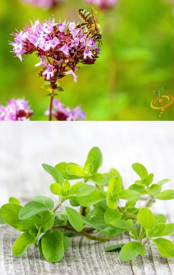 All Marjoram Herb Seeds