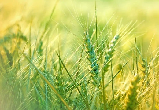 Buy Organic Hard Red Spring Wheat Seeds Online Now from the USA now!
