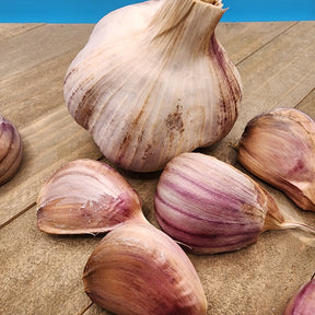 Fresh Russian Red hard neck garlic bulb from SeedsNow-Garlic, showing white bulb with purple streaks and multiple cloves.