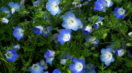 Close-up of Baby Blue Eyes Flower seeds with bright blue Nemophila menziesii blooms and green leaves in background