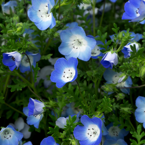 Close-up of baby blue eyes flower seeds with bright blue Nemophila menziesii blooms in the background