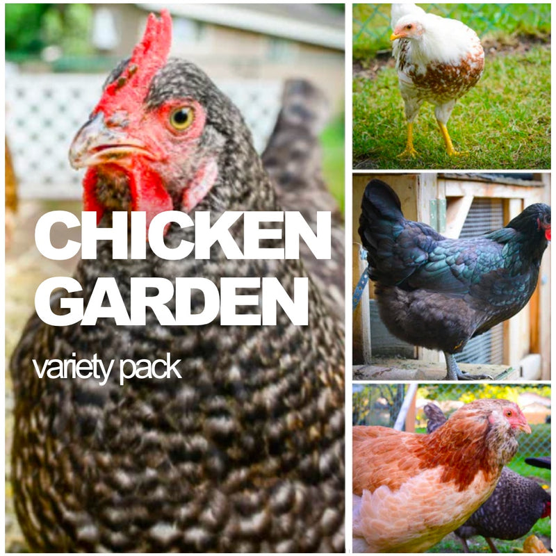 All-in-One Chicken Garden Variety Pack - SeedsNow.com