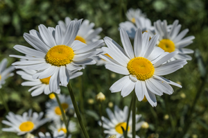 Flowers - Daisy, Ox-Eye