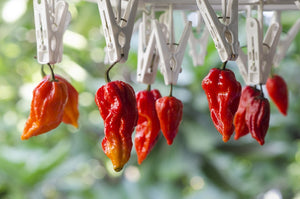*NEW!* SUPER HOT PEPPERS! 🌶️🔥🥵 Garden Variety Pack