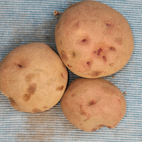 Organic Red Pontiac potato seed, mid-season variety, shown as round red potatoes ideal for planting and gardening.