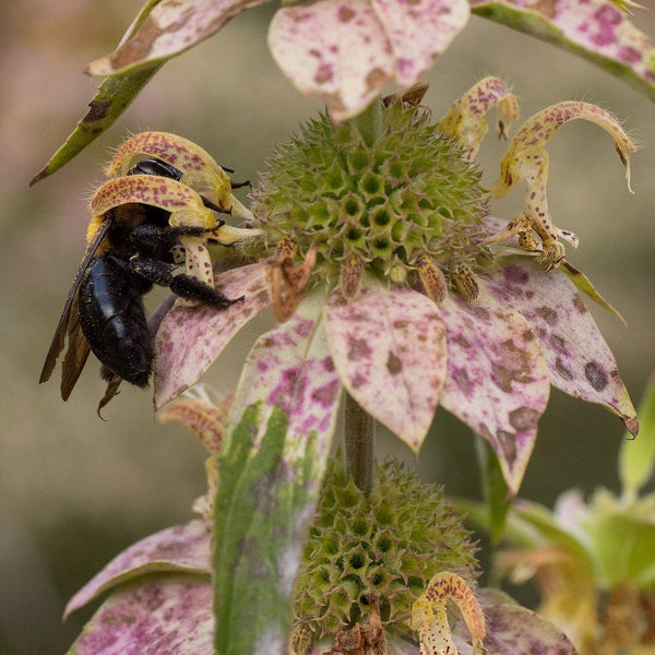 Flowers - Spotted Bee Balm, Wild Bergamot