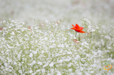 Wildflowers - Dryland Scatter Garden Seed Mix - SeedsNow.com