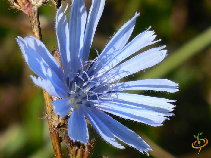 Wildflowers - All Annual Scatter Garden Seed Mix - SeedsNow.com