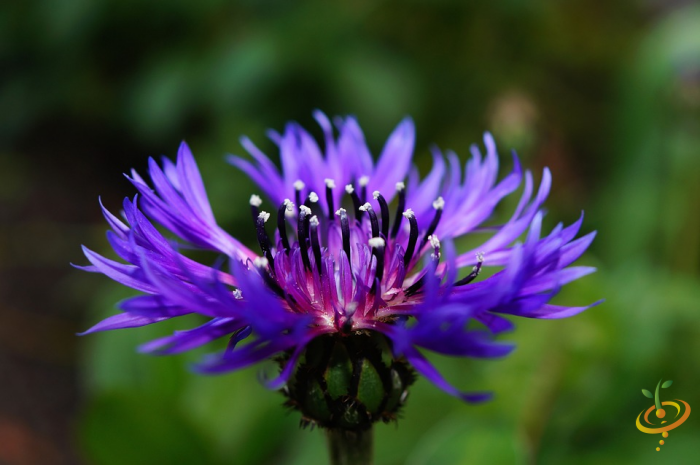 Wildflowers - All Annual Scatter Garden Seed Mix - SeedsNow.com