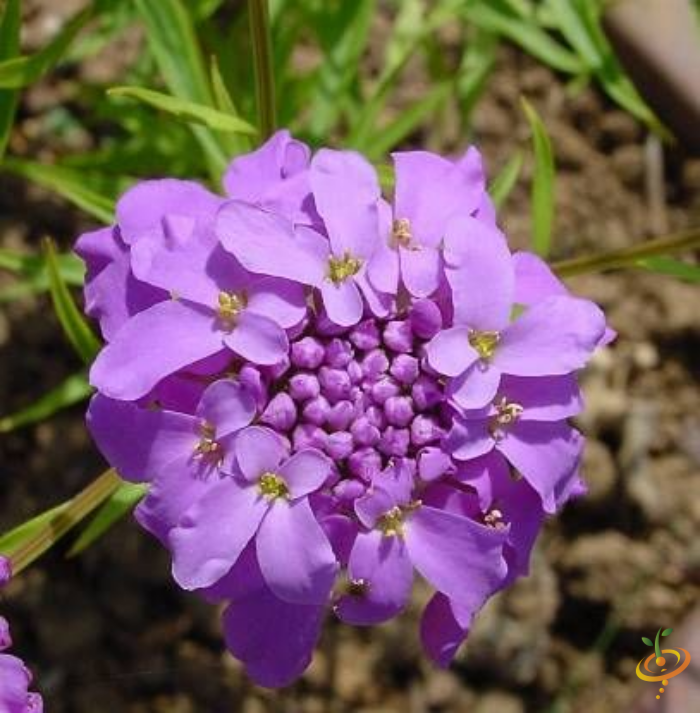 Wildflowers - Forever Pink Scatter Garden Seed Mix - SeedsNow.com