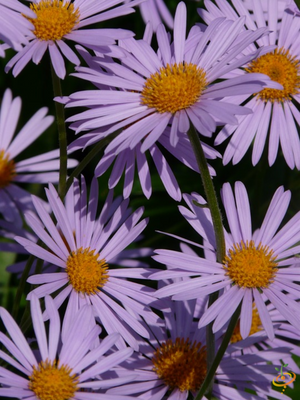 Wildflowers - All Perennial Scatter Garden Seed Mix - SeedsNow.com