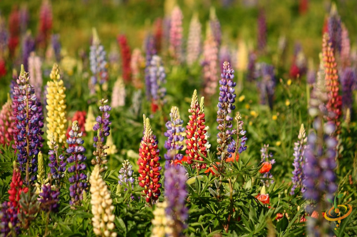 Wildflowers - Lupine Scatter Garden Seed Mix - SeedsNow.com