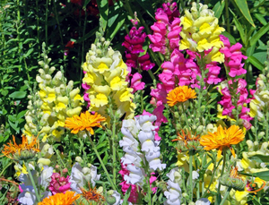 Wildflowers - California Native Scatter Garden Seed Mix - SeedsNow.com