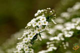 Wildflowers - Dryland Scatter Garden Seed Mix - SeedsNow.com