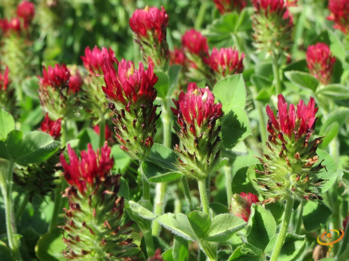 Wildflowers - Righteous Red Scatter Garden Seed Mix - SeedsNow.com