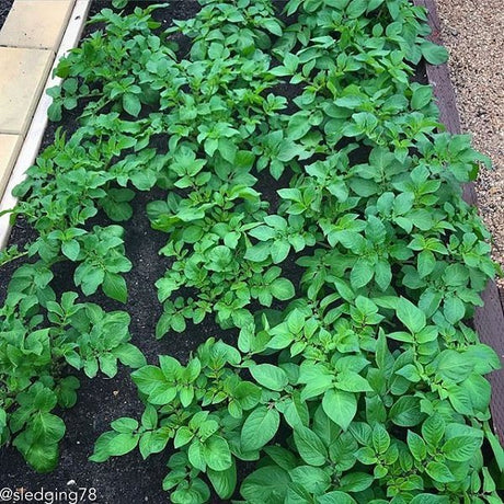 Potato (Mid-Season) - Russet Burbank (ORGANIC) - SeedsNow.com