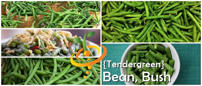 Bean (Bush) - Tendergreen.