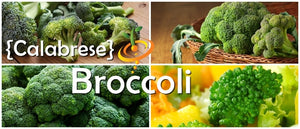 Broccoli - Calabrese.