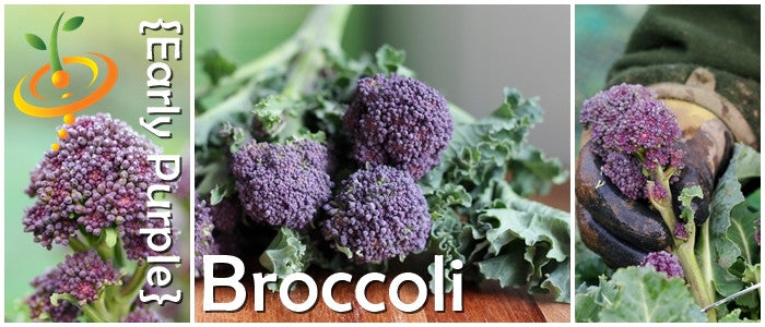 Broccoli - Early Purple.