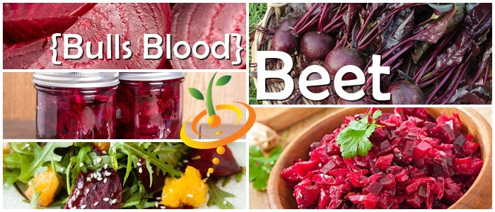 Beet - Bulls Blood.