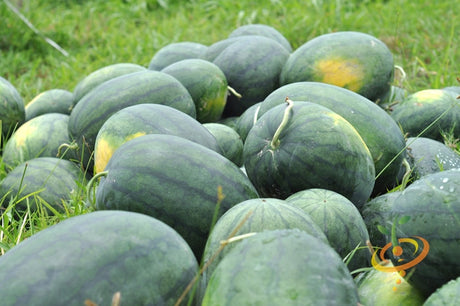 Florida Giant watermelon seeds from SeedsNow displayed on black background, showcasing vibrant green seeds with white stripes.