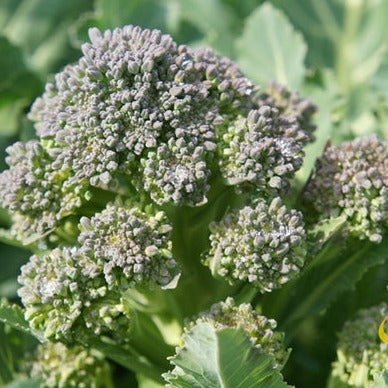 Broccoli - Di Cicco - SeedsNow.com