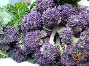 Broccoli - Early Purple.