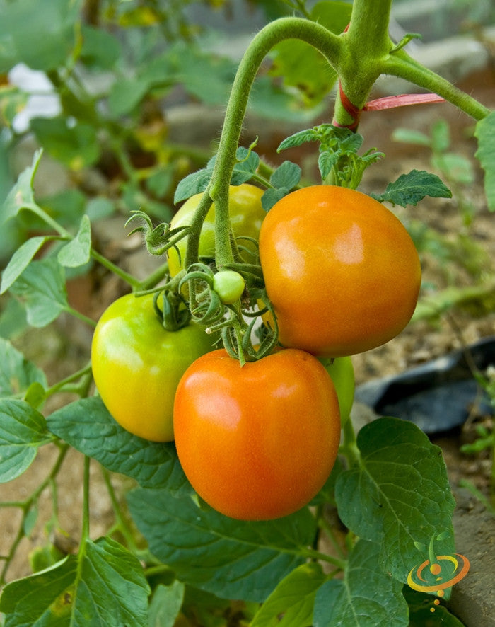Tomato - Golden Sunray [INDETERMINATE].