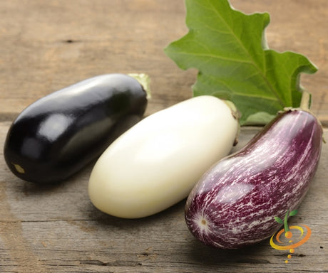 Three different varieties of eggplants (aubergines) including black, white, and purple-striped on wooden surface with green leaf background