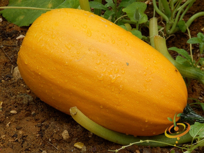 Squash (Winter) - Spaghetti.