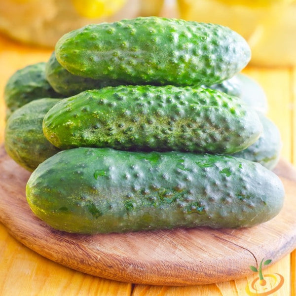 Cucumber - Homemade Pickles