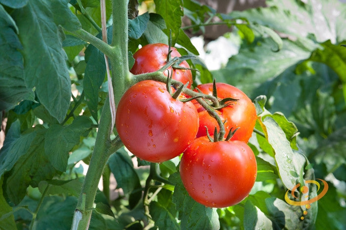 Tomato - Floradade [DETERMINATE].