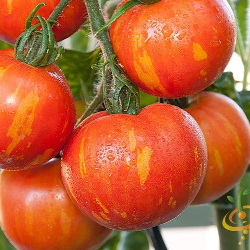 Tomato - Mr. Stripey (Indeterminate)