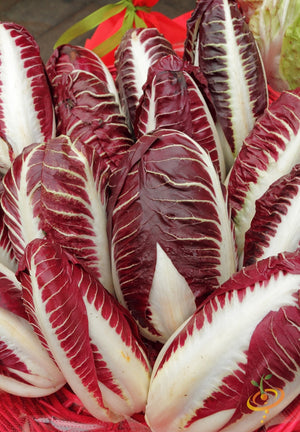 Chicory - Verona, Red.