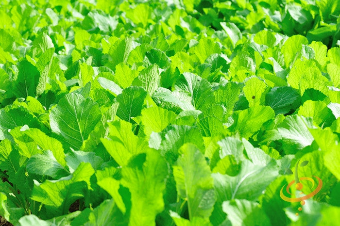 Mustard - Florida Broadleaf.