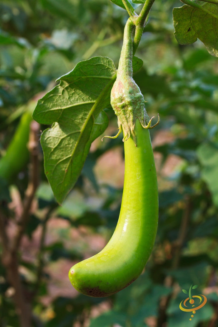 Eggplant - Long Green Louisiana.