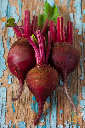 Beet - Early Wonder.