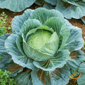 Large bluish green drumhead cabbage plant growing in garden from Cabbage - Drumhead seeds