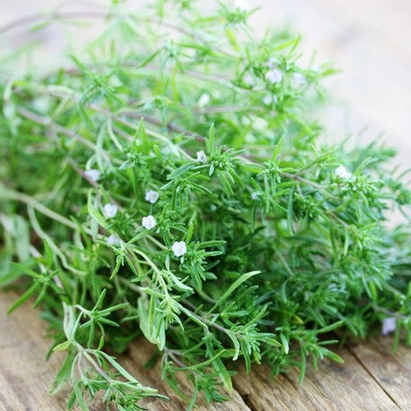 Summer Savory - SeedsNow.com