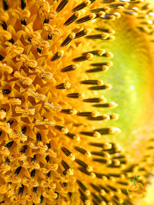 Sunflower - Sungold, Dwarf Sunspot.